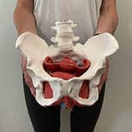 images-4 An anatomical model of the pelvis and pelvic floor muscles, showing the structure of the spine, hip bones, and internal musculature.
