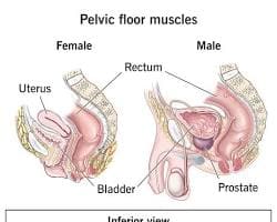 pelvic floor physiotherapy anatomy diagram showing pelvic floor muscles